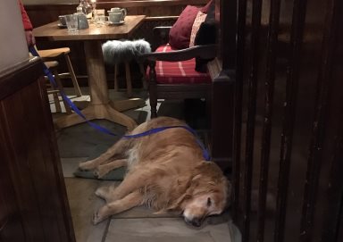 After a hard day's walking Merlin chills out in the bar!